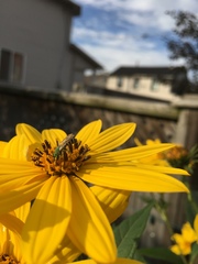 Agapostemon virescens