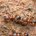 Stoddard's Harvester Ant - Photo (c) Marshal Hedin, some rights reserved (CC BY-NC-SA), uploaded by Marshal Hedin