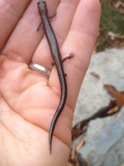 Plethodon richmondi