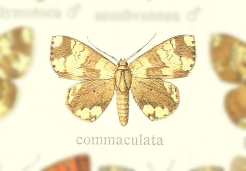Semaeopus commaculata