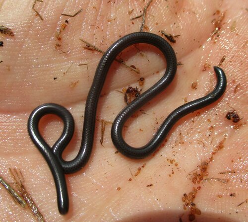 Photo of a Peter's Thread Snake (Leptotyphlops scutifrons)