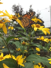 Danaus plexippus