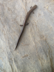 Plethodon richmondi