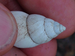 Rabdotus alternatus mariae