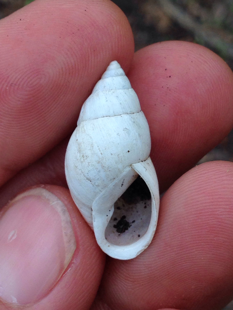 striped rabdotus