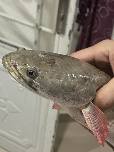 Striped Snakehead