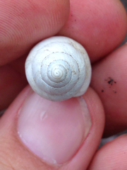 Rabdotus alternatus mariae