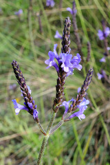 Lavandula canariensis image