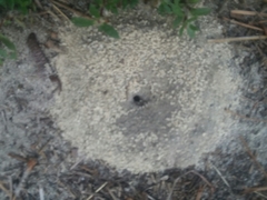 Camponotus pennsylvanicus