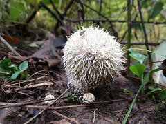 Lycoperdon pulcherrimum
