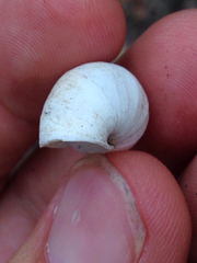 Rabdotus alternatus mariae