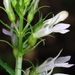 Lobelia inflata