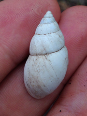 Rabdotus alternatus mariae