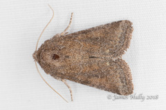 Lacinipolia meditata