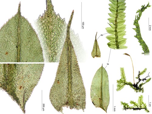Racopilum tomentosum observed 2001-09-03