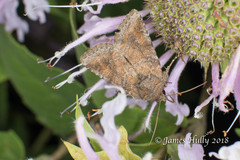 Lacinipolia meditata