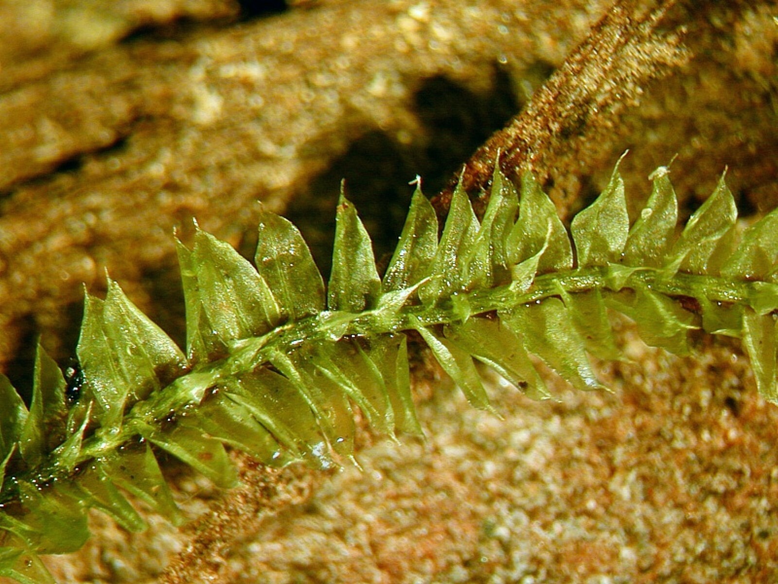 Racopilum tomentosum