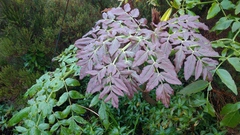 Daucus decipiens image