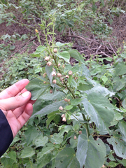 Abutilon trisulcatum