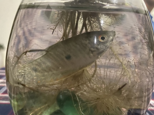 Three Spot Gourami