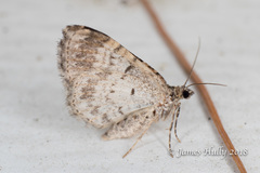 Xanthorhoe ferrugata