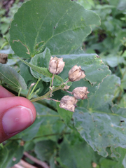 Abutilon trisulcatum