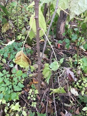 Eleutherococcus sessiliflorus