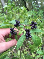 Eleutherococcus sessiliflorus