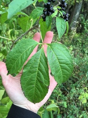 Eleutherococcus sessiliflorus