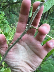 Eleutherococcus sessiliflorus