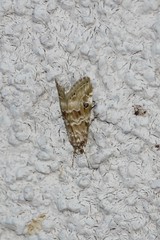 Hellula