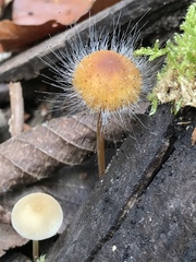Spinellus