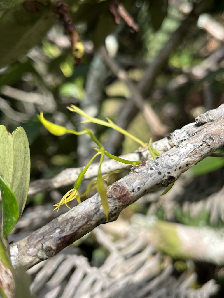 Hofmeisterella eumicroscopica