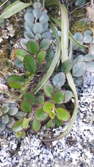 Veronica lavaudiana