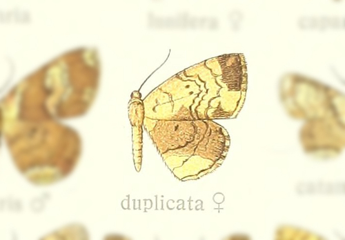 Semaeopus duplicata · iNaturalist