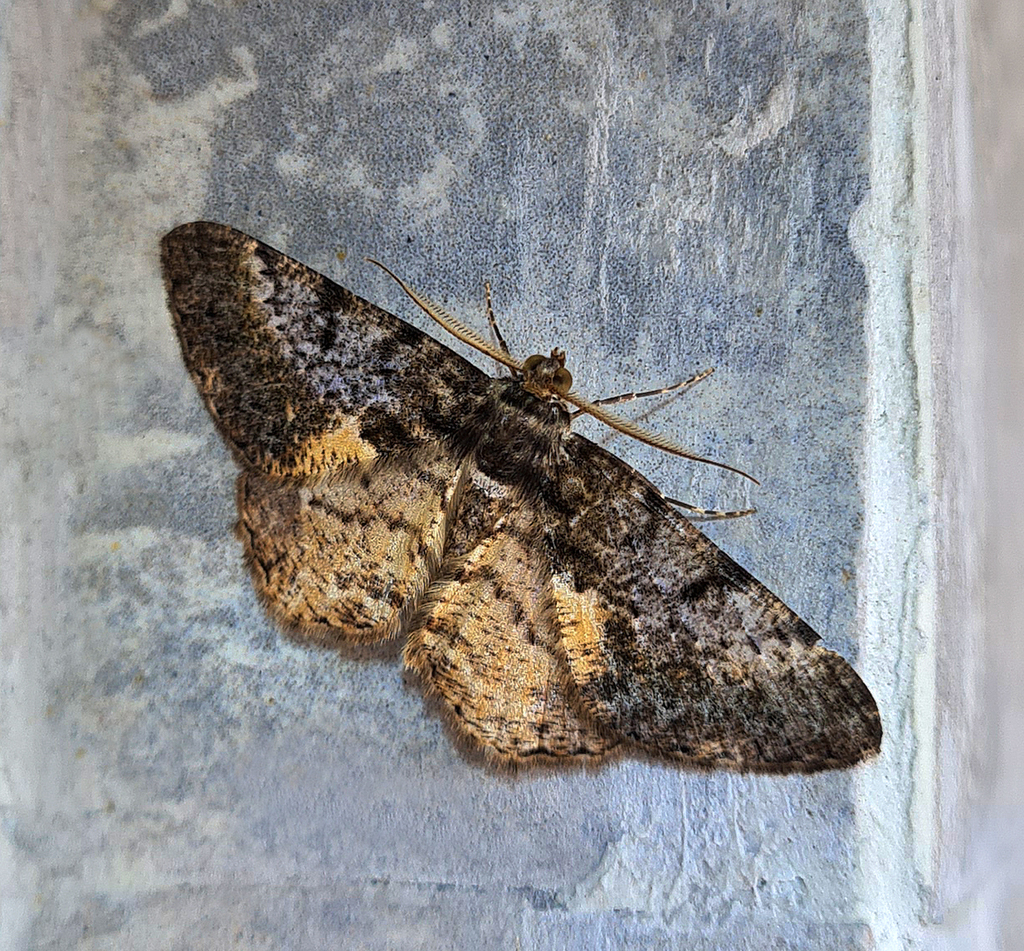 Harutalcis glaucodisca