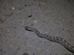 Arizona elegans