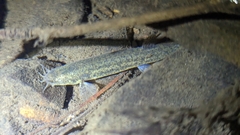 Japanese Eight Barbel Loach photo 3