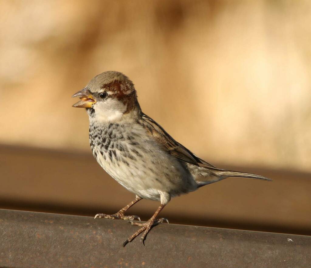 Spanish Sparrow