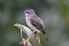Yellow-Crowned Tyrannulet photo 2