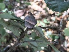 Heteroecus sanctaeclarae