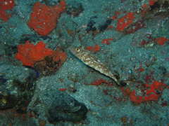 Sphoeroides marmoratus