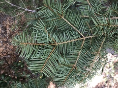 Abies magnifica