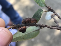 Disholandricus chrysolepidis