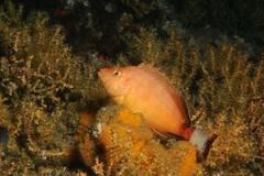 Spottedtail Hawkfish photo 2