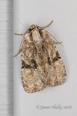 Oligia modica
