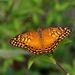 Mexican Fritillary - Photo (c) Mauricio Mercadante, some rights reserved (CC BY-NC-SA)