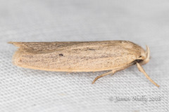 Gonioterma mistrella