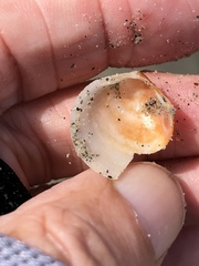 Laevicardium substriatum