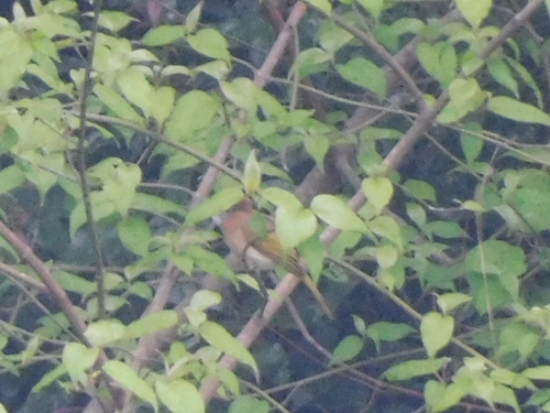 Mountain Bulbul (Ixos mcclellandii), photo 9